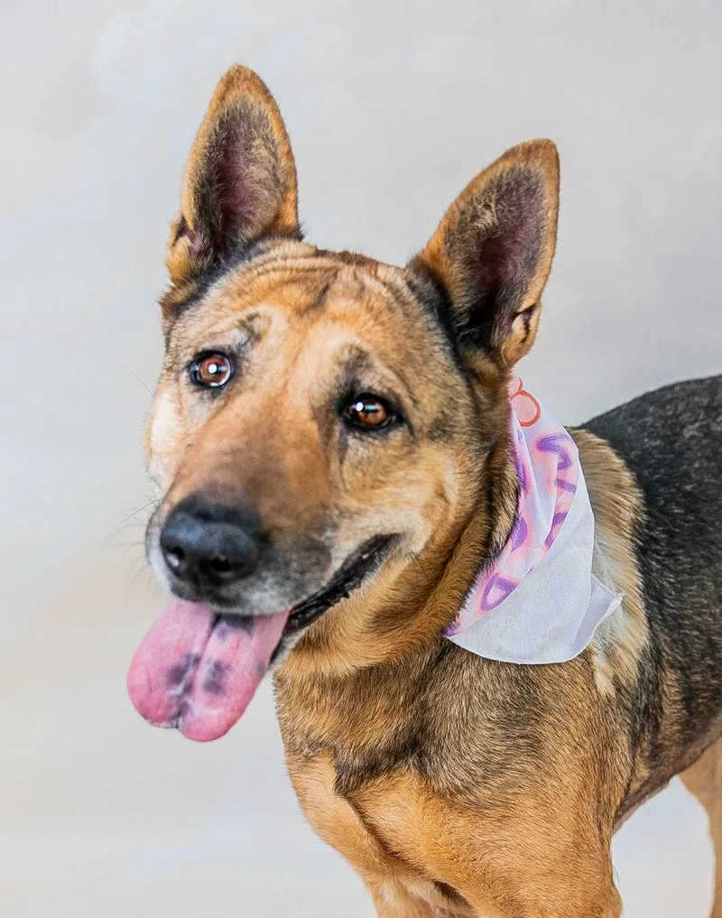 A senior large-sized female German Shepherd Dog dog named Margaret for adoption in Pasadena, CA