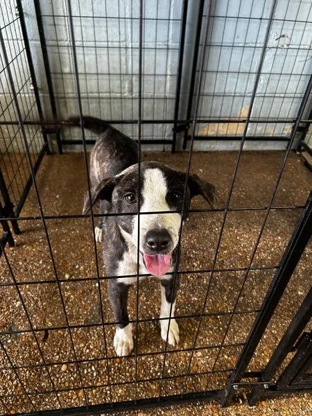 A young medium-sized female Pit Bull Terrier dog named Perdita for adoption in Mobile, AL
