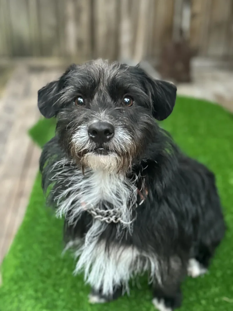 A baby small-sized male Terrier dog named Bobby for adoption in San Francisco, CA