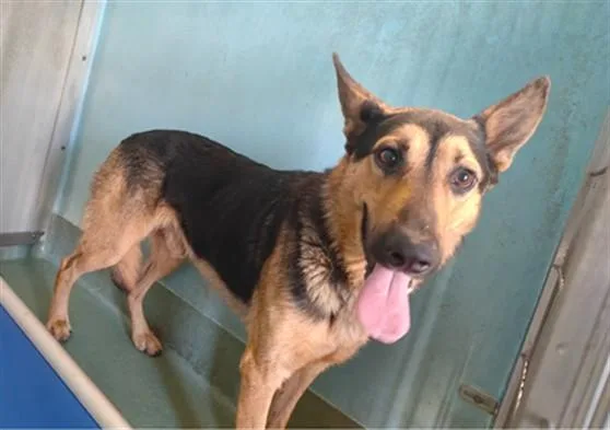 A young medium-sized male German Shepherd Dog dog named Blackie for adoption in Baldwin Park, CA