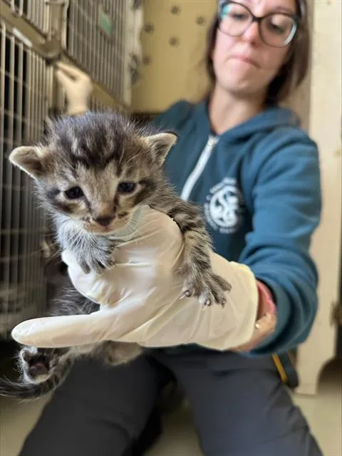 A baby small-sized male Domestic Short Hair cat named Chandler for adoption in Santa Cruz, CA