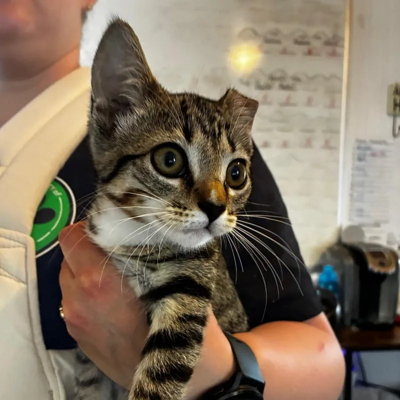 A baby small-sized female Brown / Chocolate American Shorthair cat named Beans for adoption in Hamilton, GA