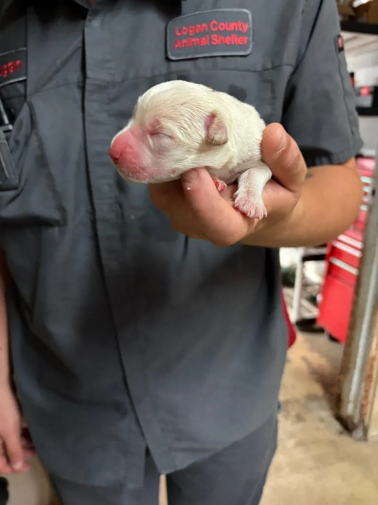 A baby medium-sized male Mixed Breed dog named Puppy for adoption in Russellville, KY