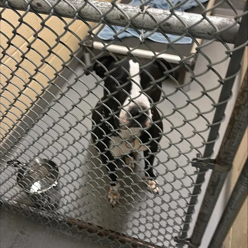 An adult large-sized female Pit Bull Terrier dog named Betty Lou for adoption in Tacoma, WA