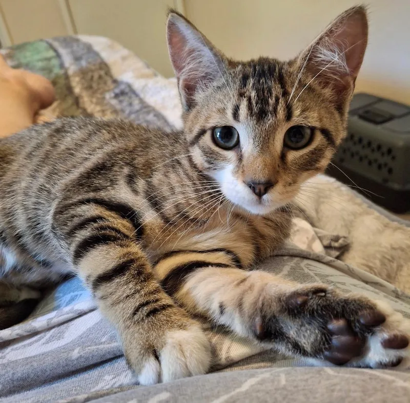 A baby small-sized male Domestic Short Hair cat named Max for adoption in Hampton, VA