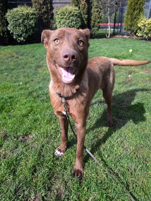 A young large-sized female Labrador Retriever dog named Daisy for adoption in Vancouver, WA
