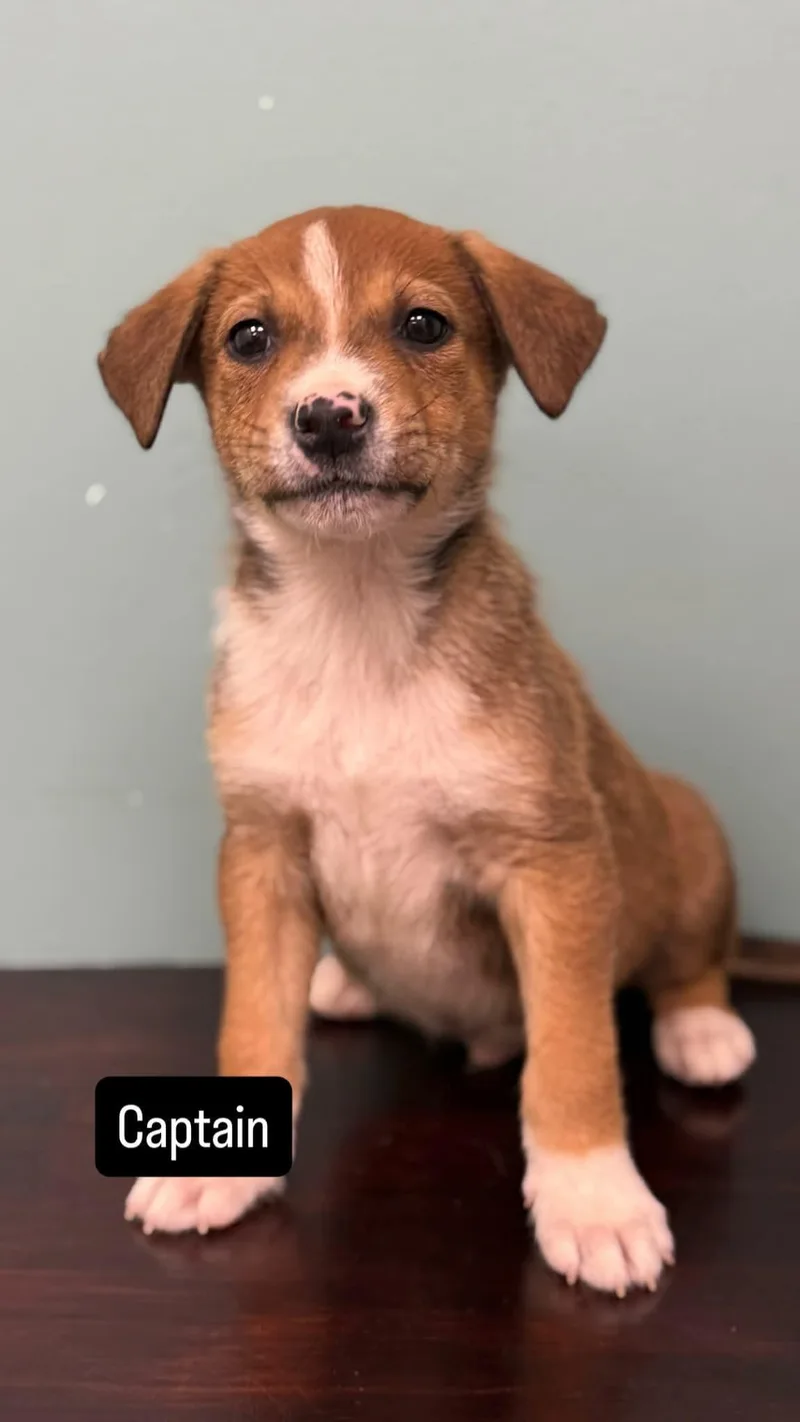 A baby medium-sized male Pit Bull Terrier dog named Captain for adoption in Duluth, MN