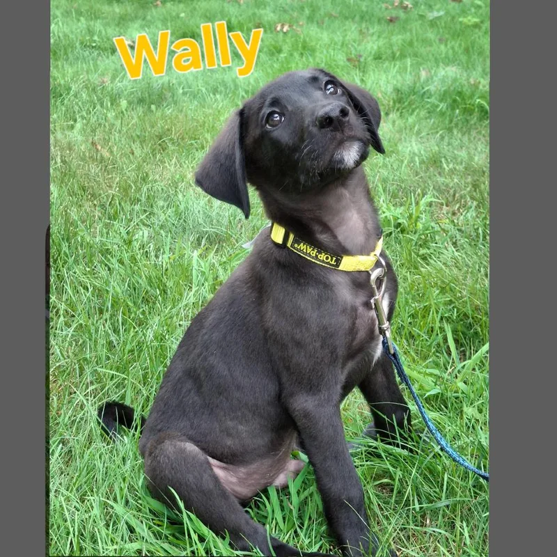 Wally thumbnail 2