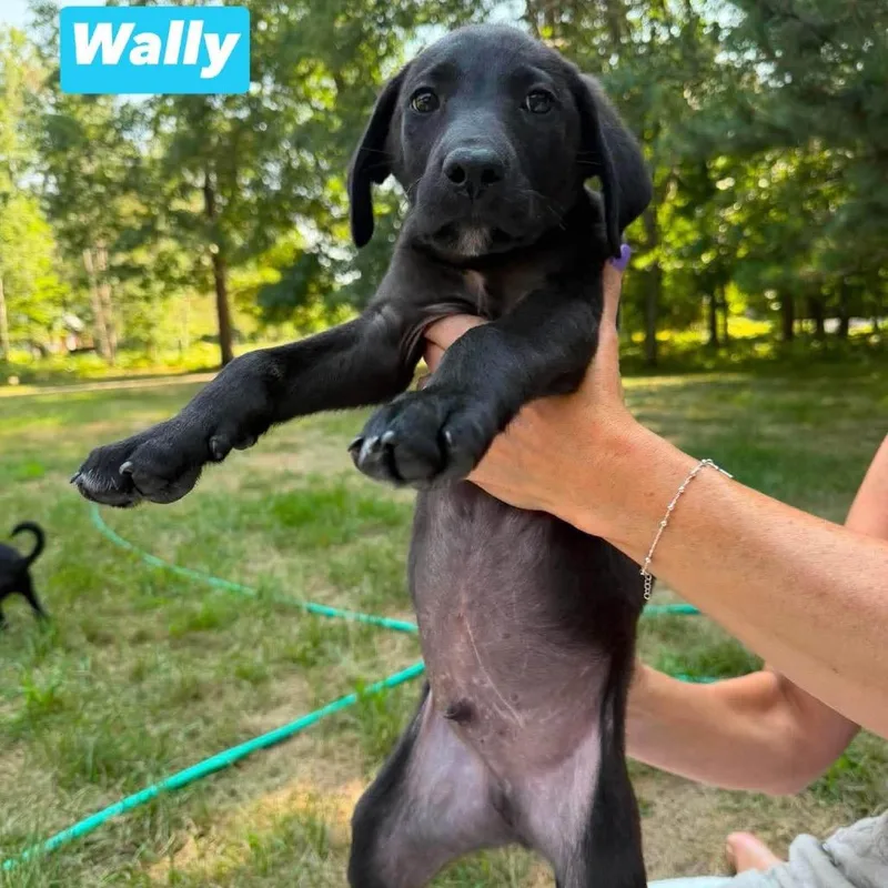 Wally thumbnail 6