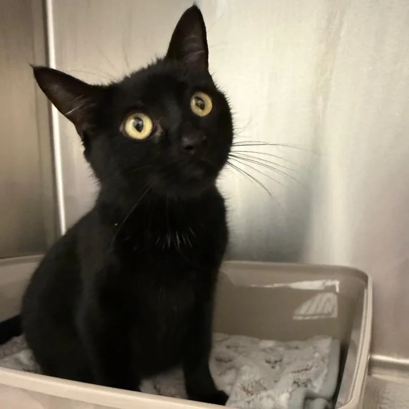 A young small-sized female Black Domestic Short Hair cat named Bettina for adoption in Upland, CA