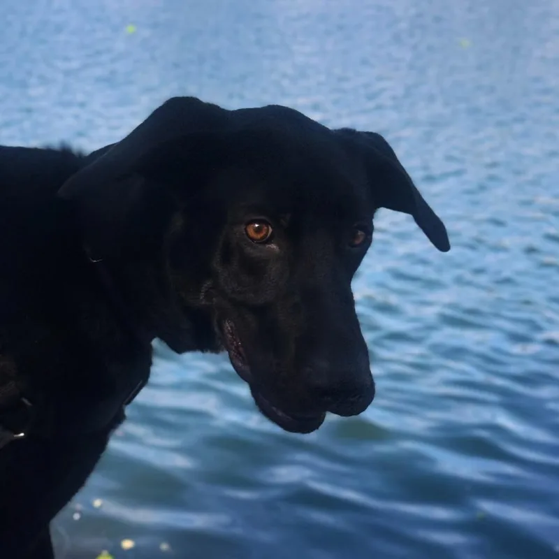 Otis