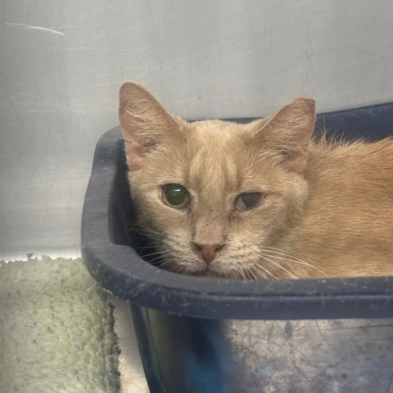 An adult small-sized male Orange / Red Domestic Short Hair cat named Sandy for adoption in Casa Grande, AZ