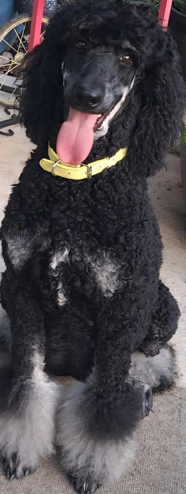 An adult medium-sized female Black Standard Poodle dog named Gypsy for adoption in Hagerstown, MD