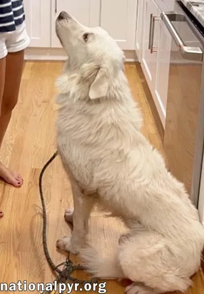 An adult large-sized male White / Cream Great Pyrenees dog named Fluffy in NC for adoption in Beacon, NY