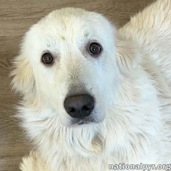 Fluffy in NC  thumbnail 2