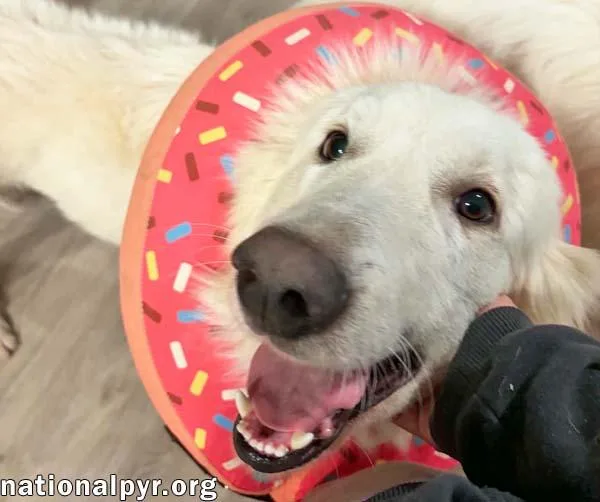 Fluffy in NC  thumbnail 3