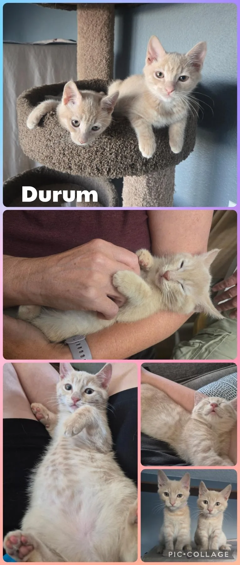Durum