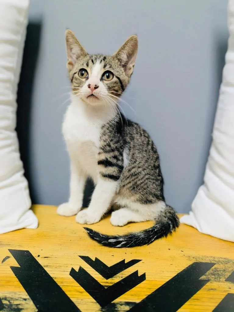 A baby medium-sized male Domestic Short Hair cat named Miles Finch for adoption in Claremore, OK