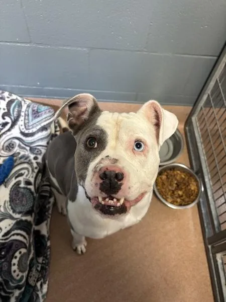 A senior medium-sized female Pit Bull Terrier dog named Kiwi for adoption in San Diego, CA