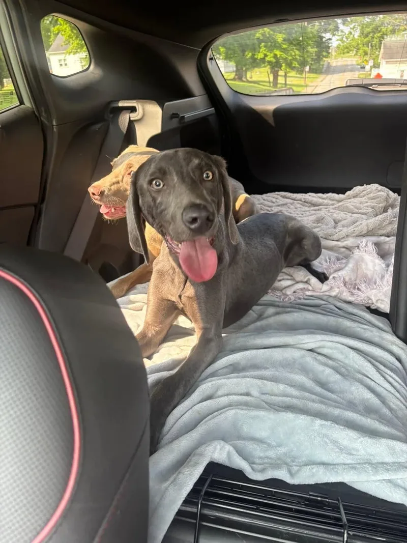 A young large-sized male Weimaraner dog named Gewuฬrztraminer for adoption in Newport, KY