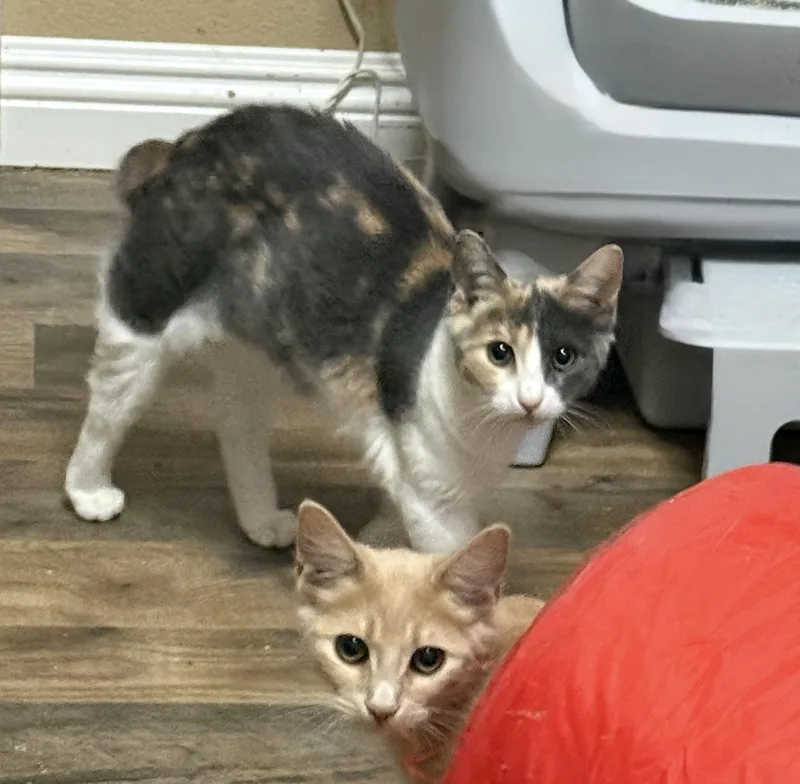A baby medium-sized female Dilute Calico cat named Hazel for adoption in Oakley, CA