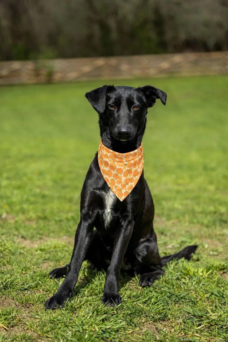 A young medium-sized female Labrador Retriever dog named Moon for adoption in New York, NY