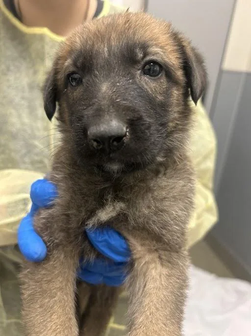 A baby small-sized male Belgian Shepherd / Malinois dog named Kevin for adoption in Las Vegas, NV