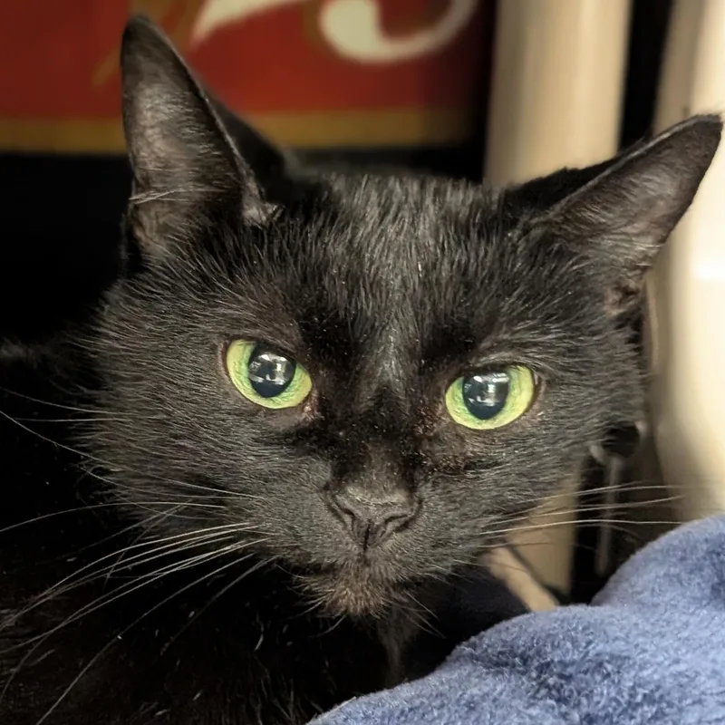An adult medium-sized female Black Domestic Short Hair cat named Yoshi for adoption in Jefferson, WI