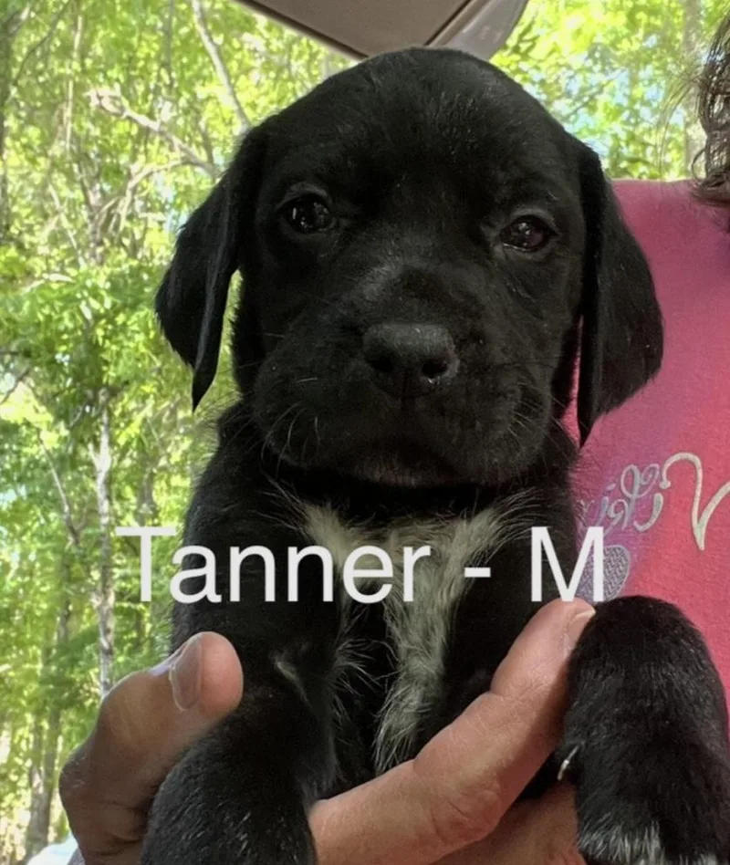 A baby medium-sized male Black Hound dog named Tanner for adoption in Parma, OH
