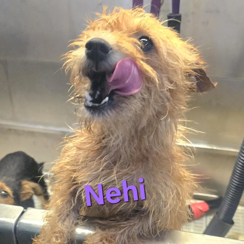 A young small-sized female Yellow / Tan / Blond / Fawn Cairn Terrier dog named Nehi for adoption in Athens, AL