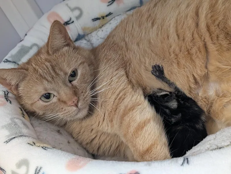 A young medium-sized female Domestic Short Hair cat named Turmeric for adoption in Peoria, AZ