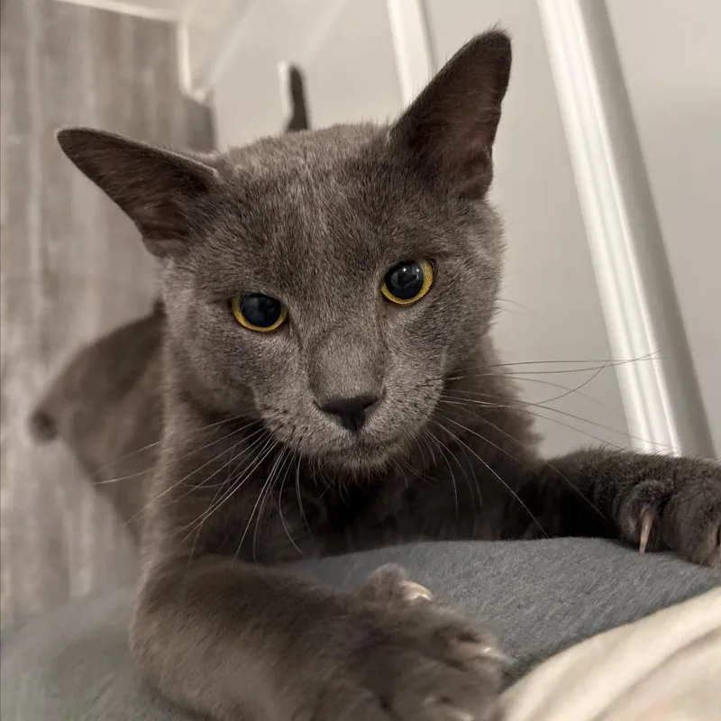 An adult large-sized male Gray / Blue / Silver Domestic Short Hair cat named Rob for adoption in Odessa, TX