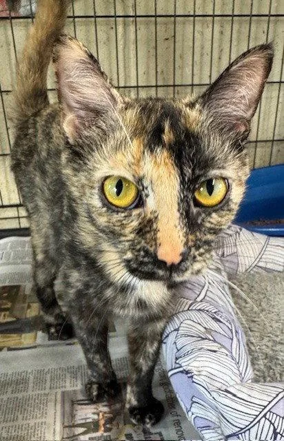 An adult medium-sized female Tortoiseshell cat named Spearmint for adoption in Apollo, PA