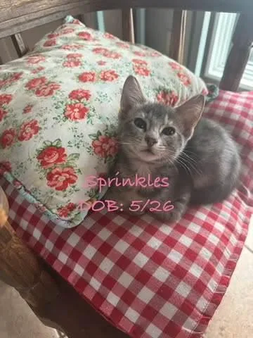 A young medium-sized female Domestic Short Hair cat named Ssprinkles for adoption in Billings, MT