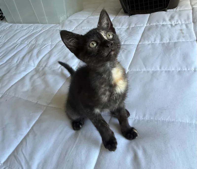 A baby small-sized female Domestic Medium Hair cat named Peacock for adoption in Newnan, GA