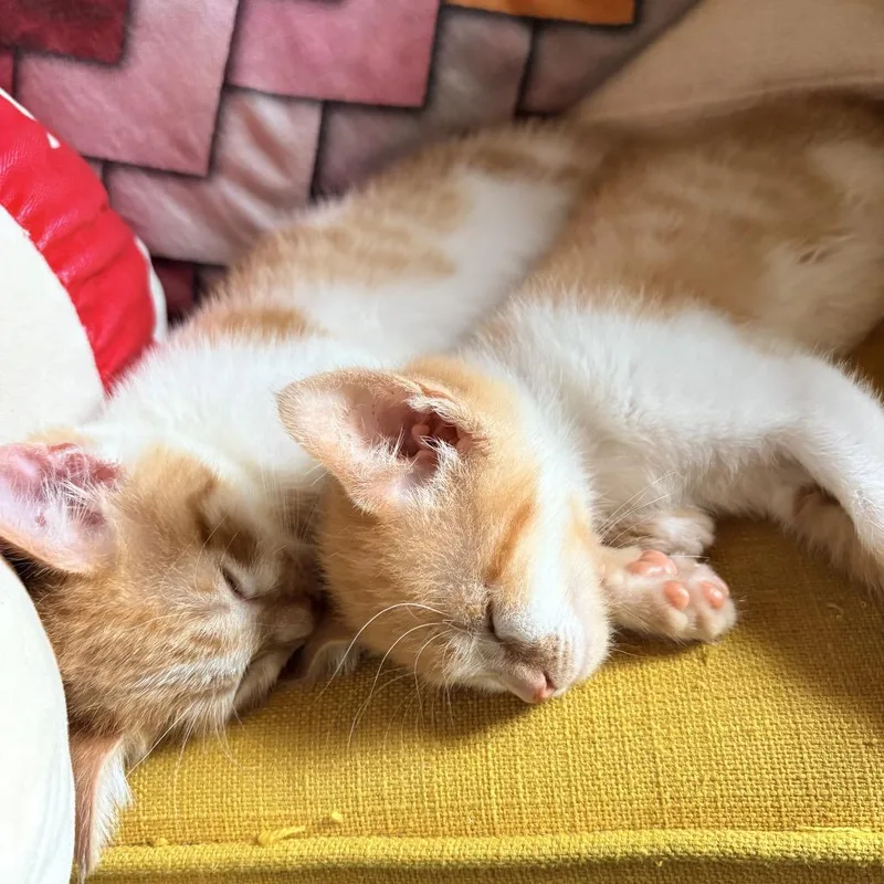 A baby small-sized male Orange / Red Domestic Short Hair cat named Banner for adoption in Tustin, CA