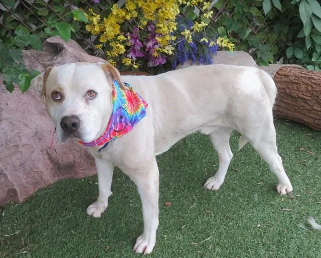 A young large-sized male American Bulldog dog named Tyson for adoption in Oklahoma City, OK
