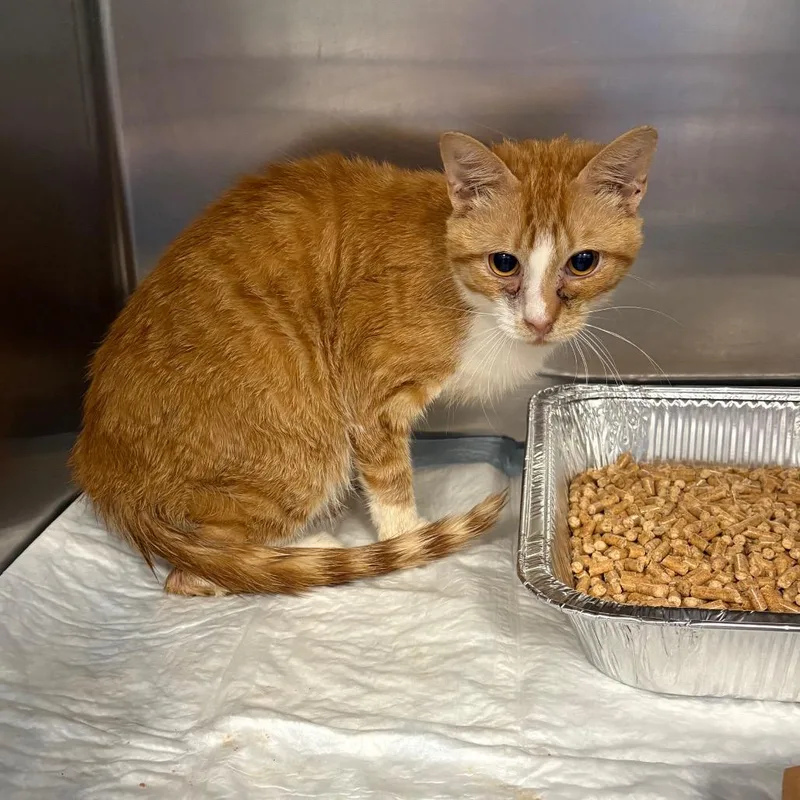 An adult medium-sized male Orange / Red Domestic Short Hair cat named Unicycle for adoption in Greensboro, NC
