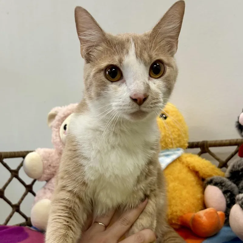 An adult large-sized male Orange / Red Domestic Short Hair cat named Butterscotch for adoption in Houston, TX