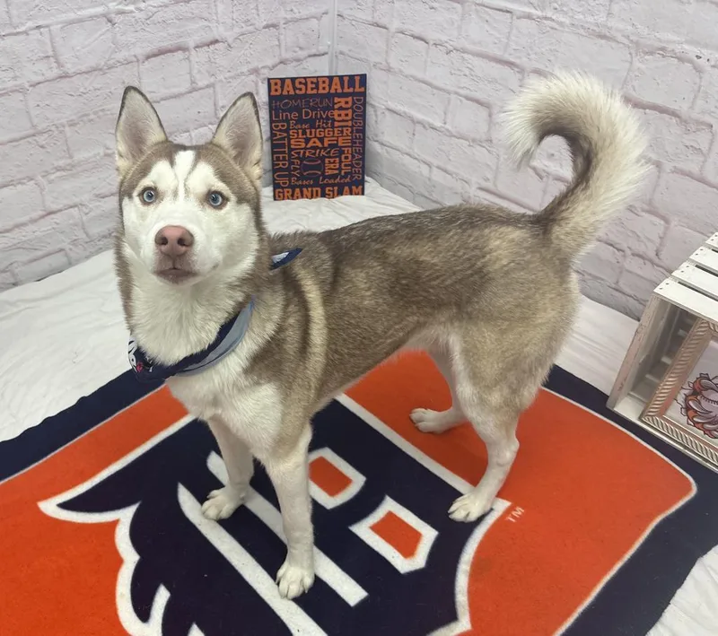 A young medium-sized male Siberian Husky dog named Bread Alone for adoption in Detroit, MI