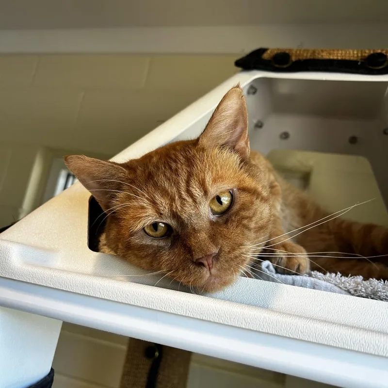 An adult extra large-sized male Domestic Short Hair cat named Sweetie FKA Pot Roast for adoption in Chesapeake, VA