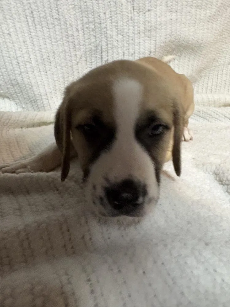 Raspberry thumbnail 2