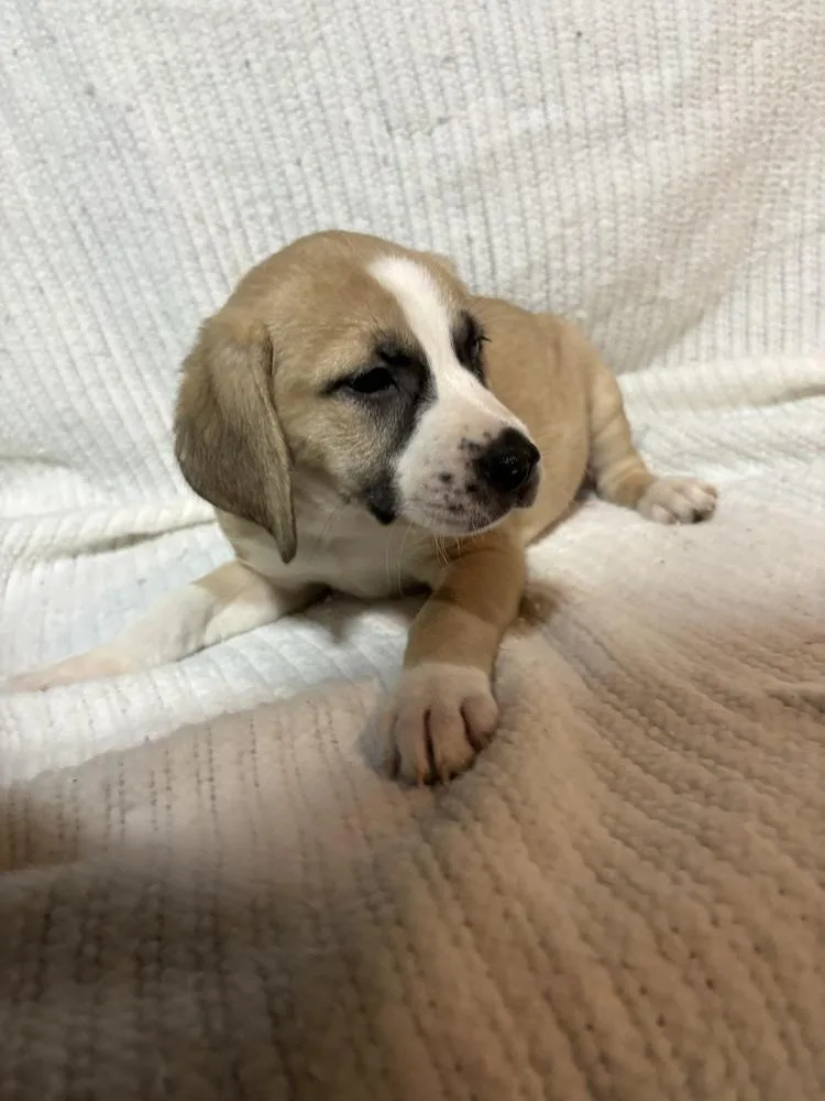 Raspberry thumbnail 3