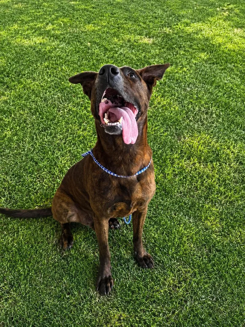 An adult medium-sized male Bicolor Shepherd dog named Mack for adoption in Lancaster, KY