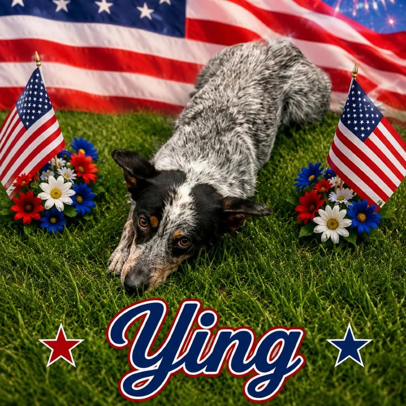A young medium-sized male White / Cream Mixed Breed dog named Ying for adoption in Columbiana, AL
