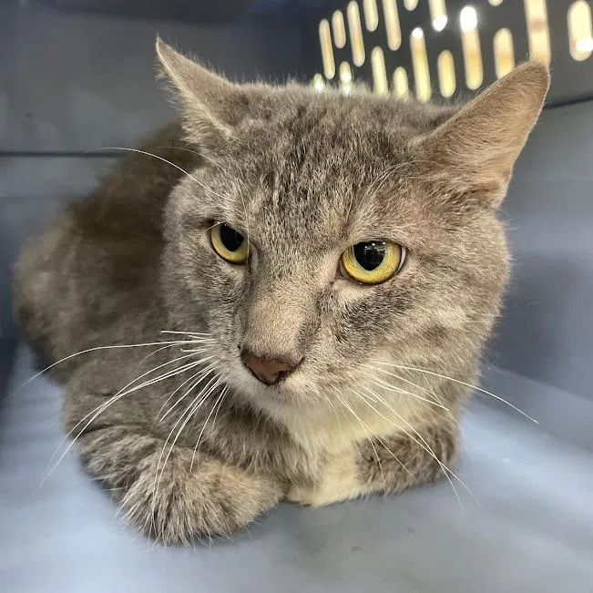 An adult large-sized male Gray / Blue / Silver Domestic Short Hair cat named Bodhi for adoption in Verona, VA