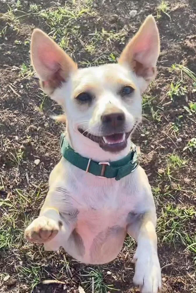 A young small-sized male Chihuahua dog named Jimmy for adoption in Pflugerville, TX