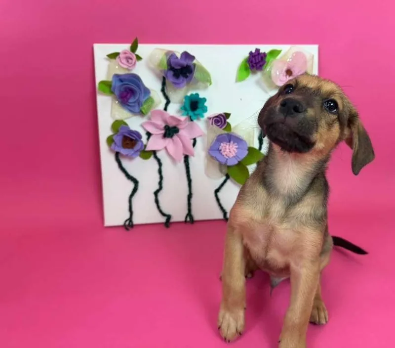A baby medium-sized male Shepherd dog named BlackBerry for adoption in Phoenix, AZ
