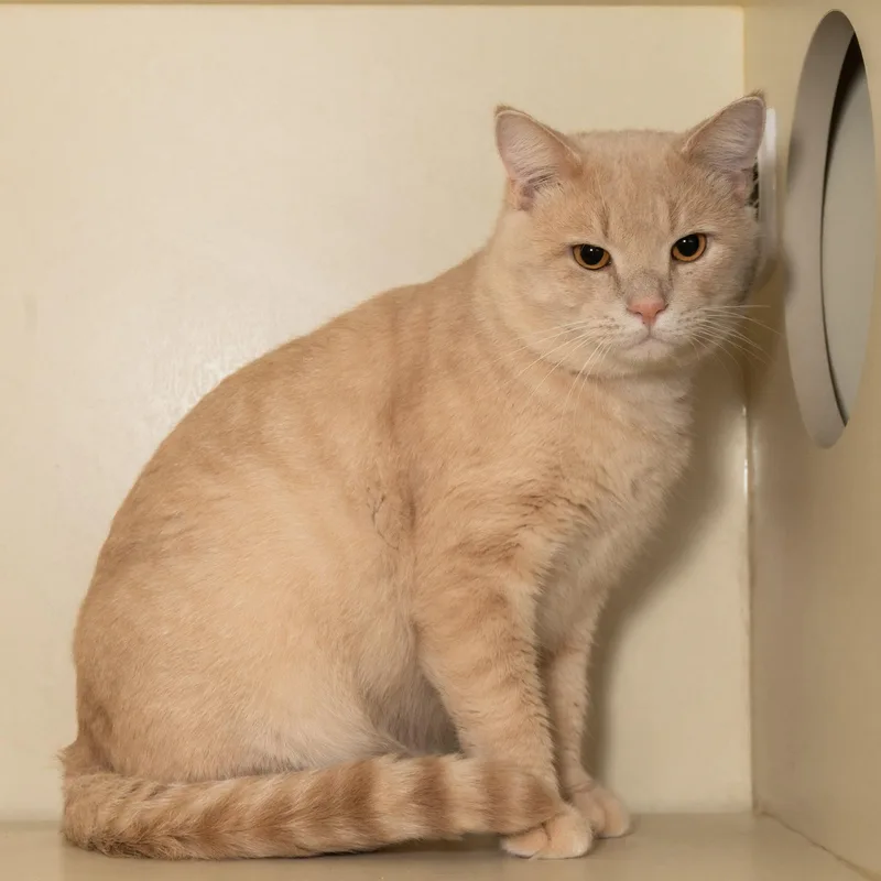 An adult medium-sized male Buff / Tan / Fawn Domestic Short Hair cat named Queso Blanco for adoption in Victor, NY