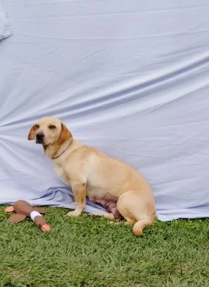 An adult medium-sized female Basset Hound dog named Nala for adoption in Houston, TX